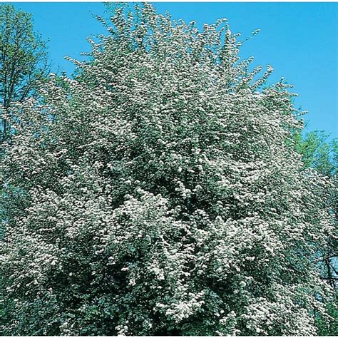 728 Gallon White Winter King Hawthorn Flowering Tree In Pot With Soil