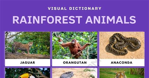Tropical Rainforest Animals Facts