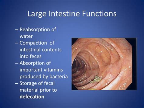 Ppt Digestive System Powerpoint Presentation Free Download Id1178975