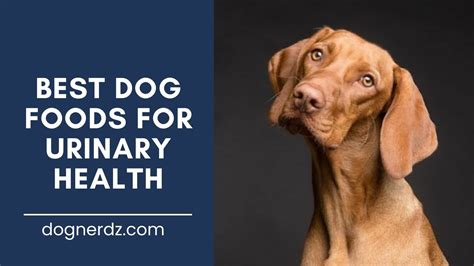 10 Best Dog Food For Urinary Health In 2022 Dog Nerdz