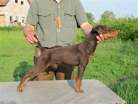 hunting dogs europe superb male jagd terrier pup european trained  qualified