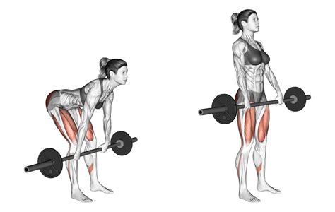 Romanian Deadlift Benefits Muscles Used And More Inspire Us
