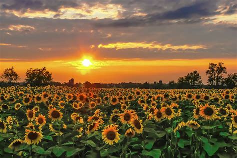 Sunflower Sunset Earthshare New Jersey