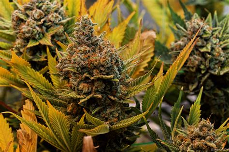 Can You Breed Fast Version Strains with Regular Marijuana?