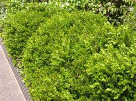 Buxus Franklins Gem Boxwood Franklins Gem Gateway Garden Center