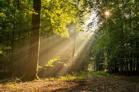 Sunlight Through Trees Pictures Download Free Images On Unsplash
