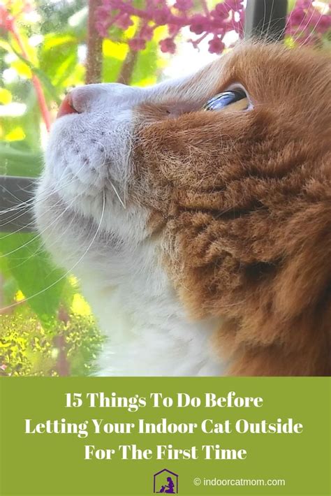What You Need To Do Before Letting Your Indoor Cat Outside For The