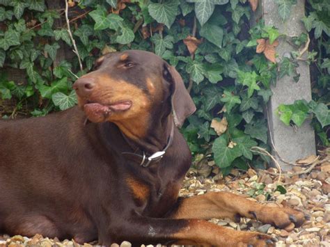 The doberman is often used as a protection dog, due to its intelligence, loyalty, and ability to physically challenge human aggressors. Brown & Tan Doberman Bitch | Kettering, Northamptonshire ...