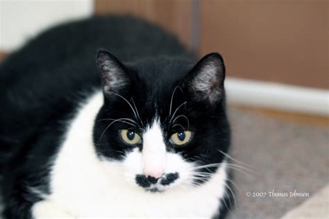 Cats and dogs have an olfactory. Cute Cat with Black Mustache | Our cat Groucho that has a ...