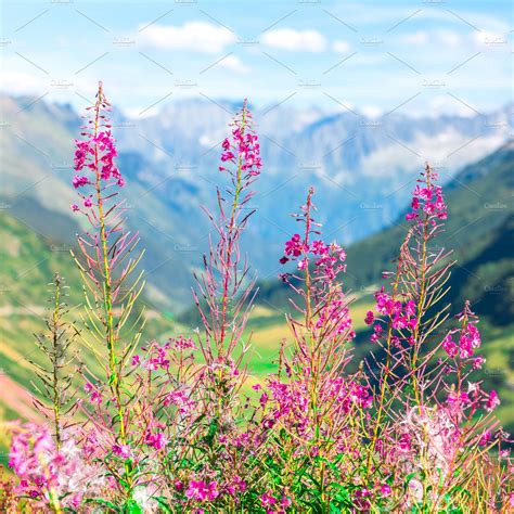 Swiss Alps With Wild Pink Flowers High Quality Nature Stock Photos