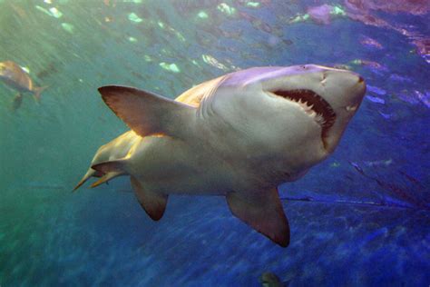 Waco Dentist On Vaca In Bahamas Survives Shark Attack