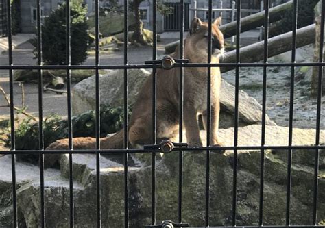 Cougar Mountain Zoo Issaquah Wa Top Tips Before You Go Tripadvisor