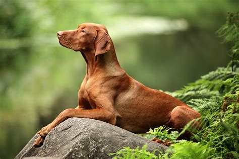 10 Best Hiking Dog Breeds Hiconsumption