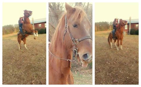 Best of Craigslist: Bad Ad Blowout Extravaganza | HORSE NATION