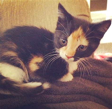Calico Cats 5 Fascinating Things You Should Know