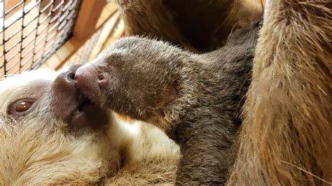 Newborn Sloth Loves To Cuddle With Mom Right After Being Born Youtube