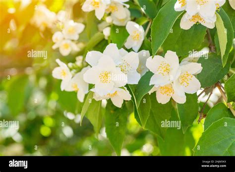Beautiful White Jasmine Flowers Beautiful Blooming Jasmine Branch With