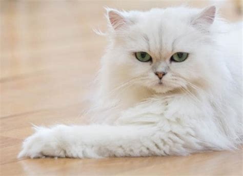 Persian Cat Naturerules1 Wiki Fandom