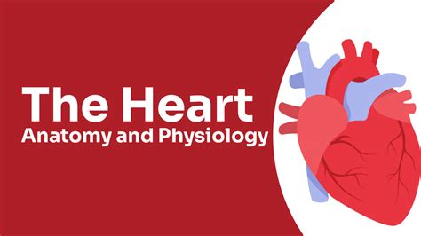 Heart Anatomy And Physiology Ausmed
