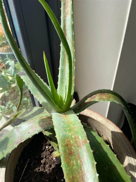 Why Are My Aloe Vera Plant Leaves Bending 3 Best Solutions