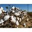 Indias Cotton Farming Area Doubles To 92 Lakh Hectares