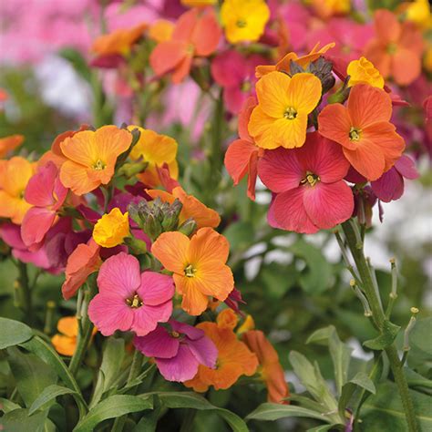 Erysimum Winter Party Plants From Mr Fothergills