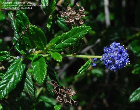 Ceanothus 'dark star' (kalifornija lilac) ceanothus 'el dorado' (california lilac) smatran jednim od najboljih kalifornijskih jorgovana za vrtove, nagrađivani ceanothus 'concha'. PlantFiles Pictures: Ceanothus, California Lilac 'Concha ...