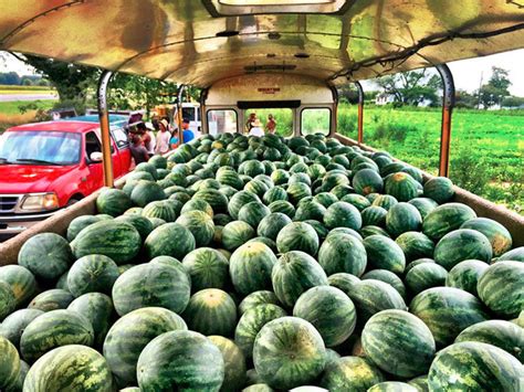 Want to know when to harvest your watermelons so you get sweet, juicy fruit every time? Watermelon harvest. (Photograph by Emilia Guevara) [This ...