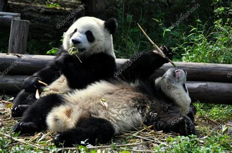 China Pandas Gigantes Comiendo Bambú En La Reserva De Chengdu Panda 2023