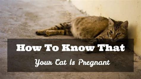 How To Know That Your Cat Is Pregnant Cats Guideline In Your Hands