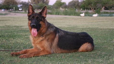 Nero Young Trained Black And Red German Shepherd Male For Sale