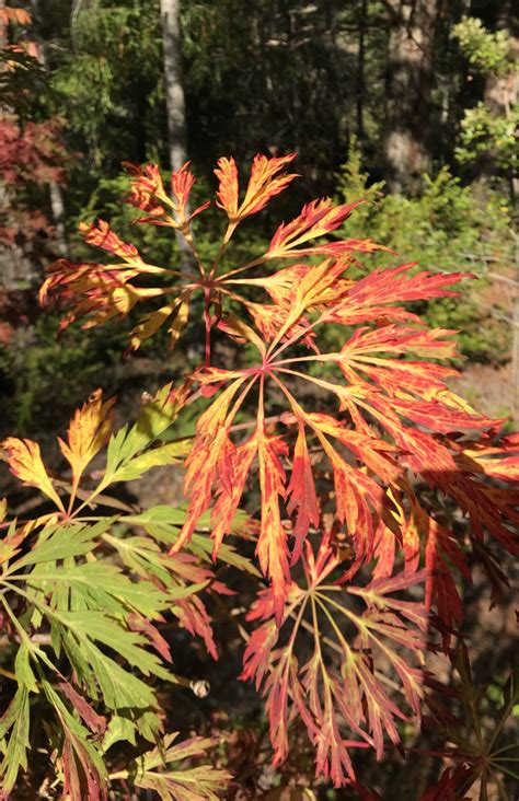 A Japonicum Green Cascade Mendocino Maples Nursery