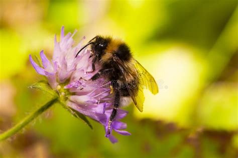 Macro Honey Bees Bumblebee Feeds On Nectar On A Purple Flower Stock