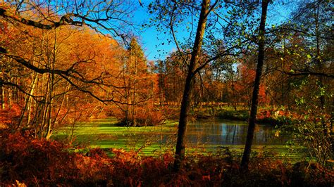 Autumn Magic Colours At The Forest Pond Herbstlicher Farbe Flickr