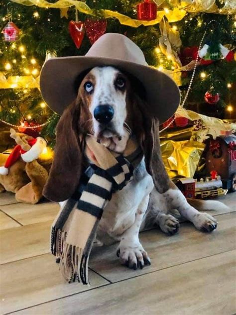 Pin By Trucy Baker On Dogs Cowboy Hats Dogs Hats