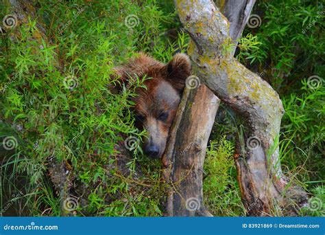 The Brown Bear Is Hiding In The Bushes Stock Image Image Of Salmon