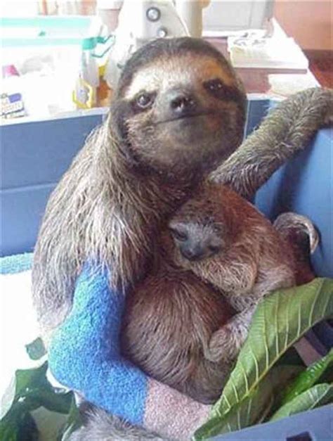 26 Invaluable Life Lessons According To Sloths Pictures Of Sloths Cute