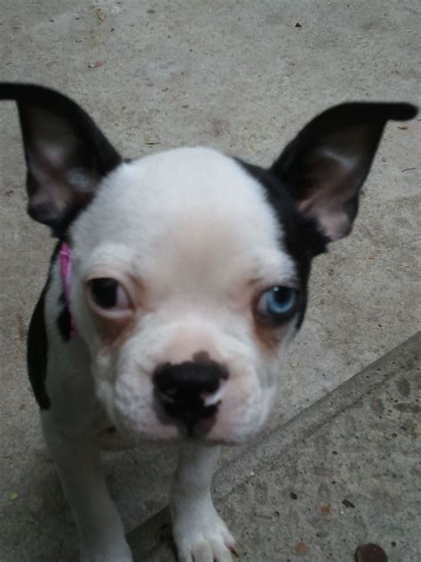 After the civil war, bostonian william o'brien sold an imported dog named judge to fellow the smallest male pup was then bred to an even smaller female, and those puppies were interbred with french bulldogs. My one blue eyed Boston Terrier ;) | Boston terrier, Cute ...