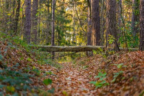 Fairy Forest With Fallen Tree Over Path Stock Image Image Of