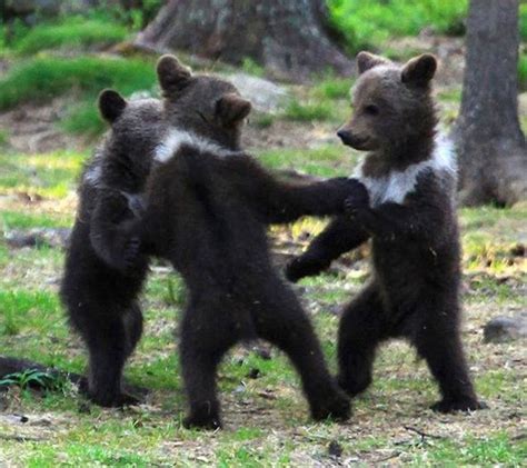 Here Is A Picture Of A Few Small Bears Dancing With Each Other