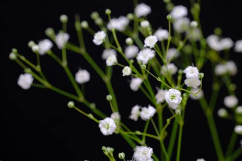 Babys Breath Tiny White Flowers That Steal The Show Farmers