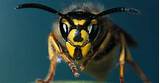 Meaning Of Wasp Pictures