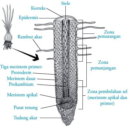 Titik Kaspari Adalah Bagian Dari Akar Yang Terletak Pada Jaringan