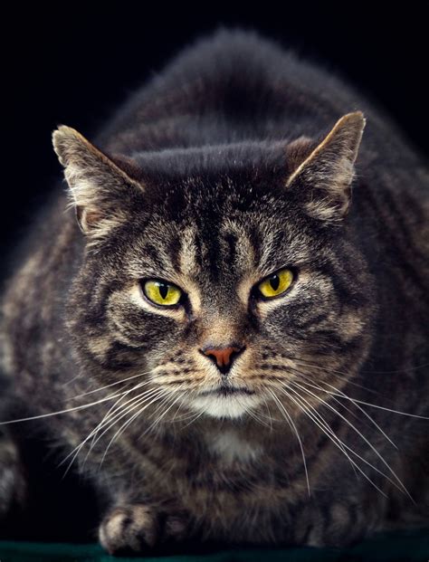 Katze Getigert Haustier Portrait Kostenloses Stock Bild Public Domain