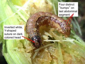 Fall Armyworms Purdue University Vegetable Crops Hotline