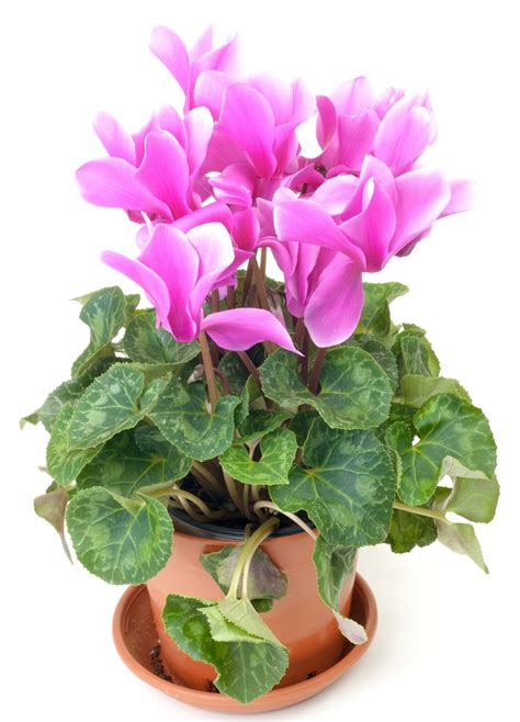 Keeping Cyclamens After Blooms Fade Learn What To Do