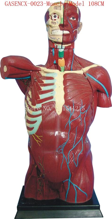 The muscles of the human body can be categorized into a number of groups which include muscles relating to the head and neck, muscles of the torso or trunk, muscles of the upper limbs, and muscles of the lower limbs. Human anatomy torso model Teaching Medical Muscle Model 108CM GASENCX 0023-in Medical Science ...