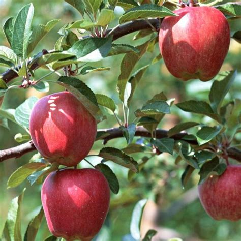 Gala Apple Trees Available Online Nature Hills Nursery