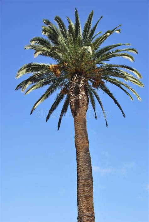 Palm Tree Phoenix Canariensis Palm Tree In Tenerife Canary Islands