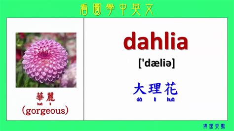 看圖學中英文 84 花名與意思 Learning Chinese And English Vocabularies About Flower